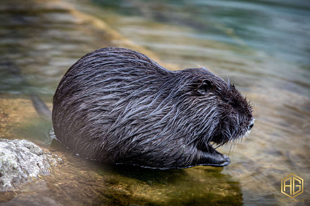 Andreas Günther (Andreas Günther)