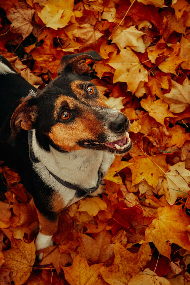 Robbin Grimm (Robbin Grimm)