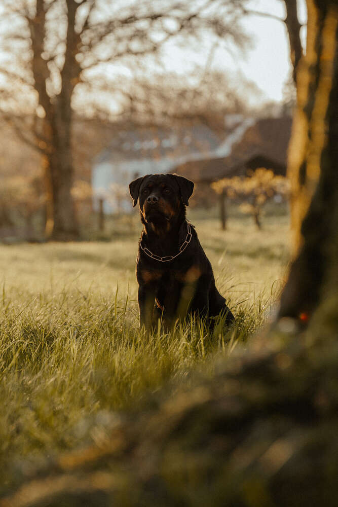 Robbin Grimm (Robbin Grimm)