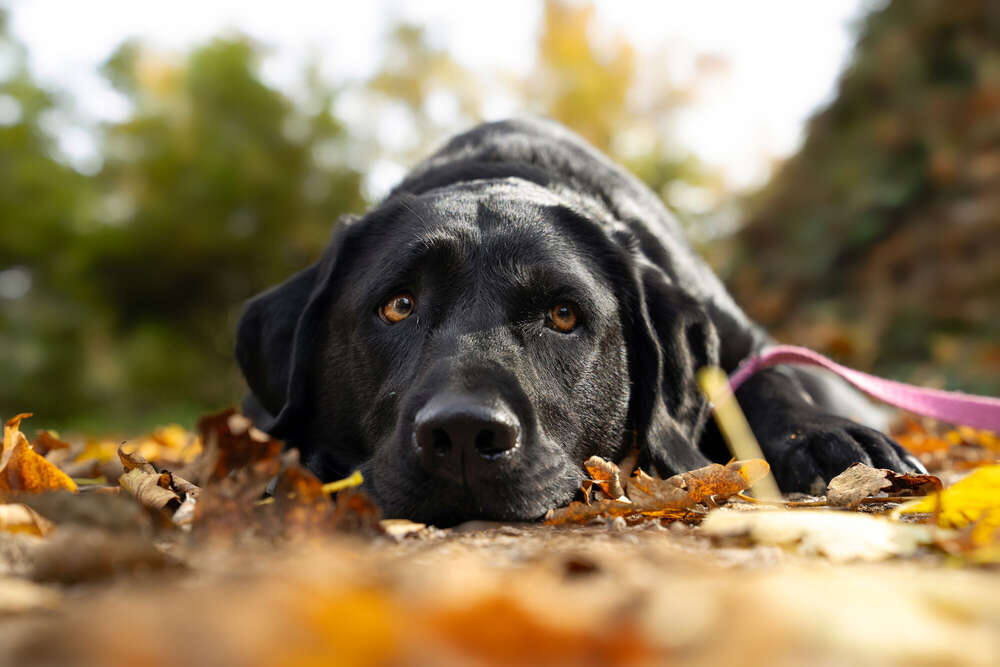 Aska im Herbstgold (Carolyn V. Bircher Photography)
