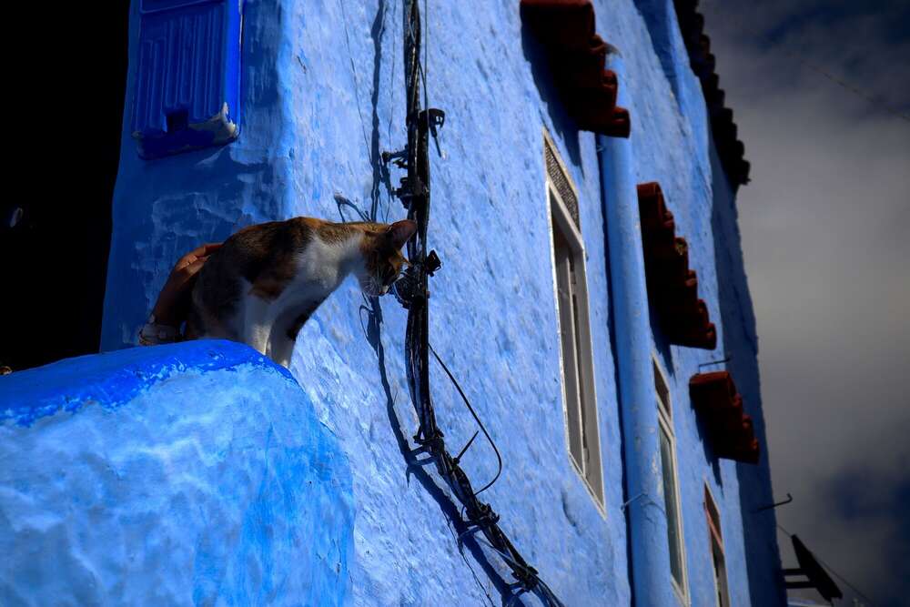 Katze in der blauen Stadt (Eliana Soares Pires)