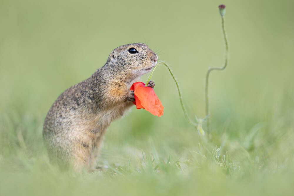 Lars Kaletta (Lars Kaletta)