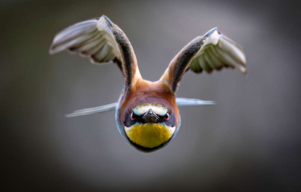 Lars Kaletta (Lars Kaletta)