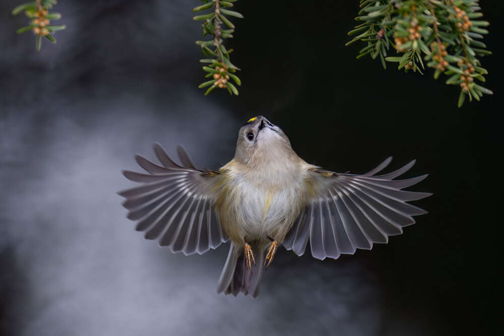 Lars Kaletta (Lars Kaletta)