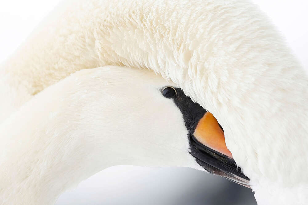 Lars Kaletta (Lars Kaletta)