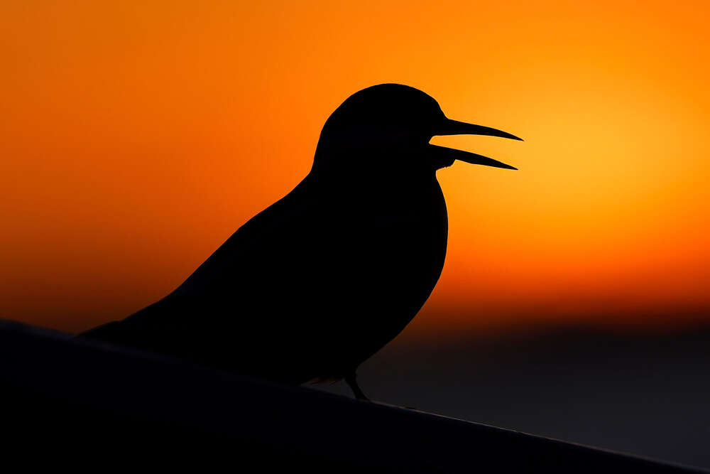 Lars Kaletta (Lars Kaletta)