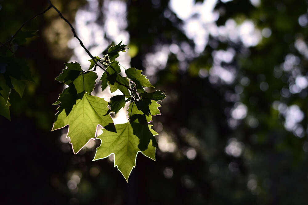 Natalia Sofia Popov (Natalia Sofia Popov)