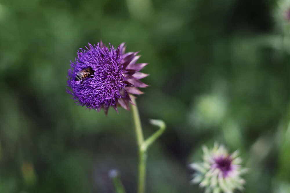 Natalia Sofia Popov (Natalia Sofia Popov)