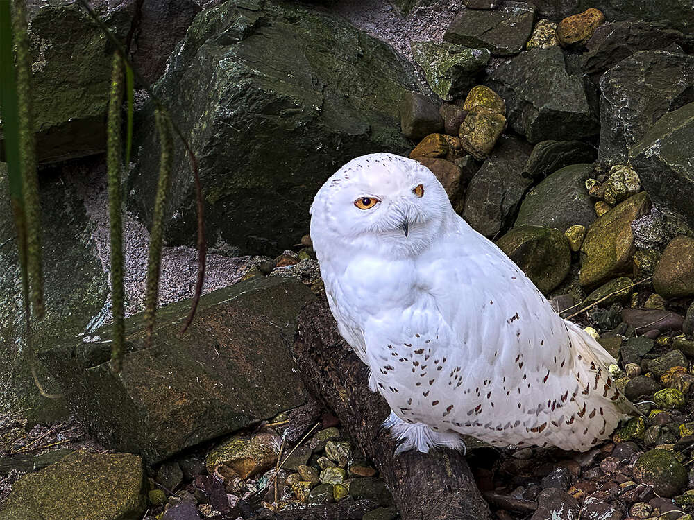 Fotosafari ZOOM Erlebniswelt Gelsenkirchen (I C Uart®)