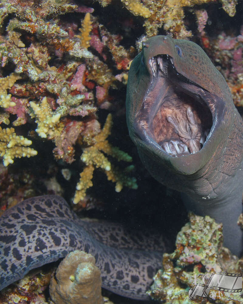 Riesenmuräne (I C Uart®)