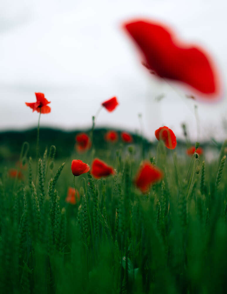 Moonblumen (Jan de Bever)