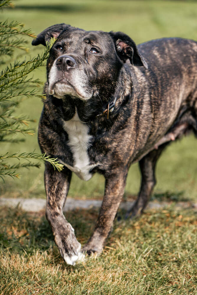 Stolzes Hundeportrait i (Ehab Wriedt)