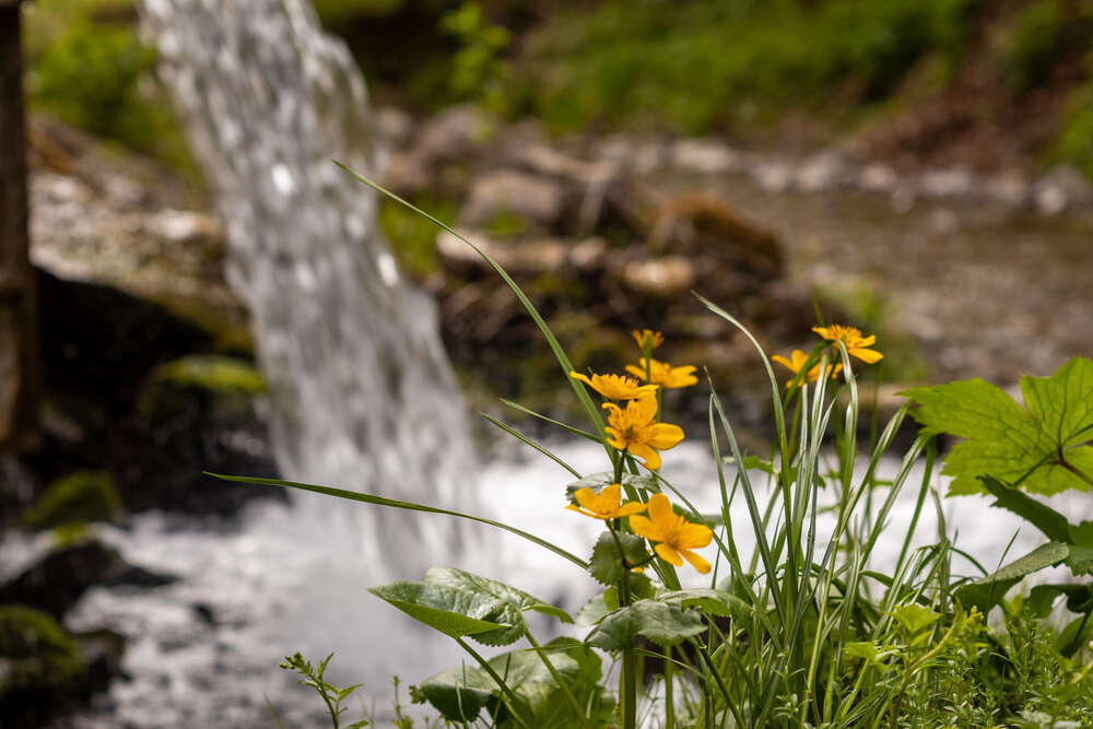 Sumpfdotterblume - Wengergraben (MV Photo)