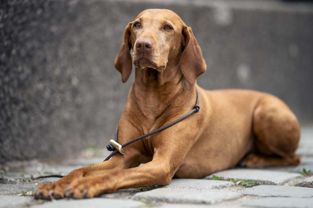 Lupovision (Lupovision)