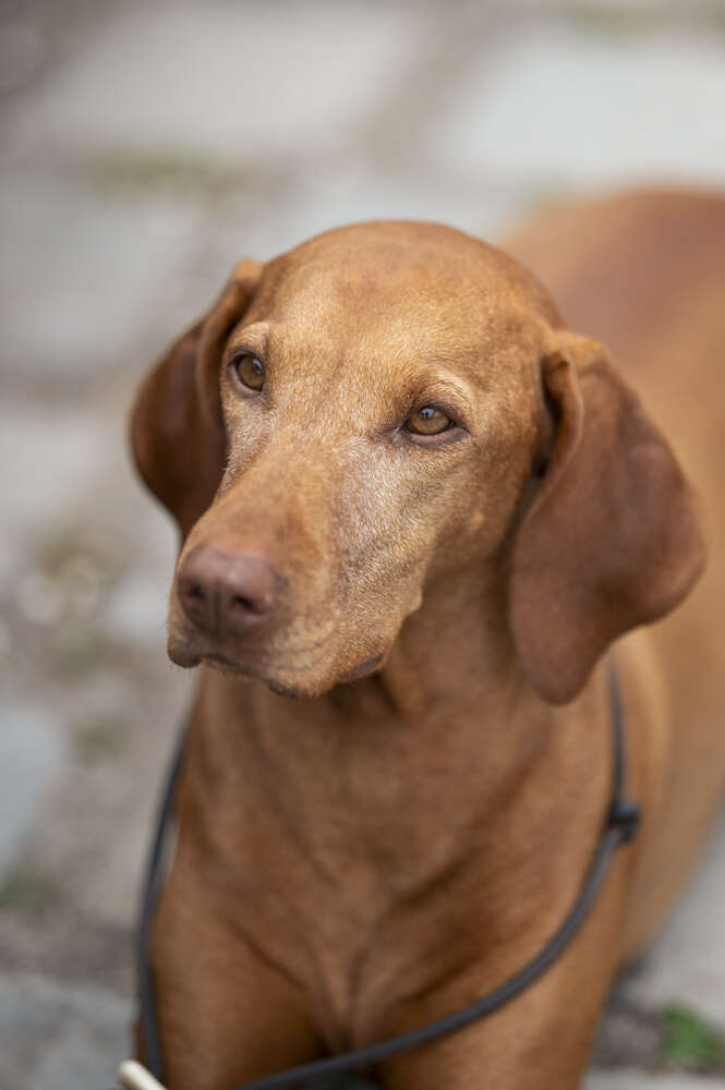 Lupovision (Lupovision)