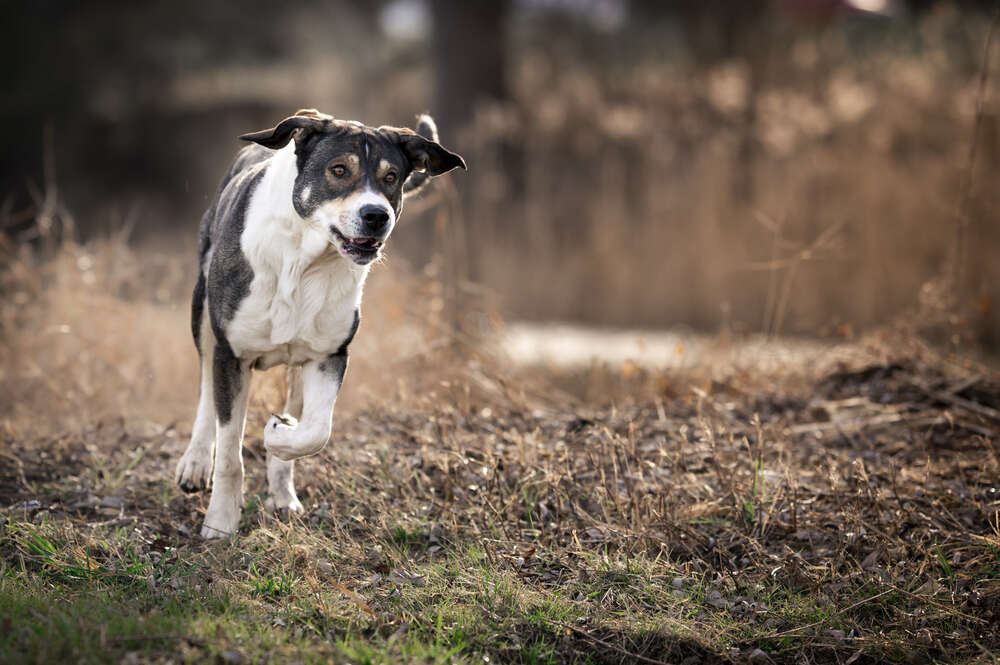 Lupovision (Lupovision)