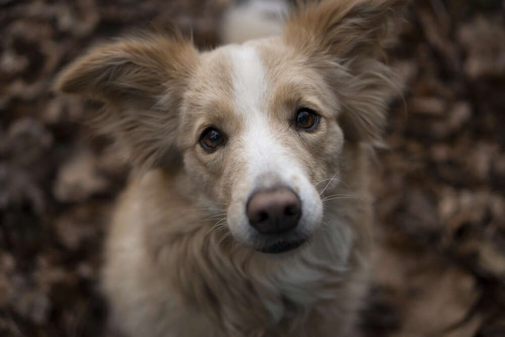 Lupovision (Lupovision)