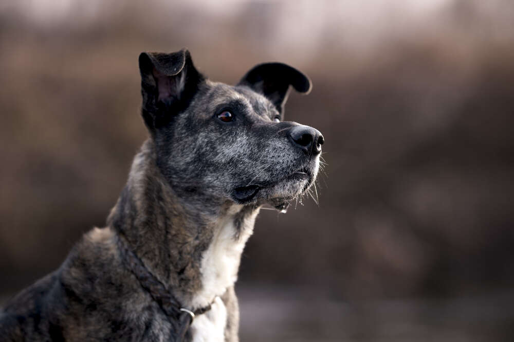 Lupovision (Lupovision)