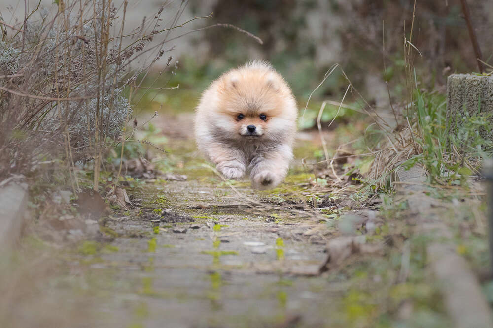 Fliegender Hund (Frederic Bauer)