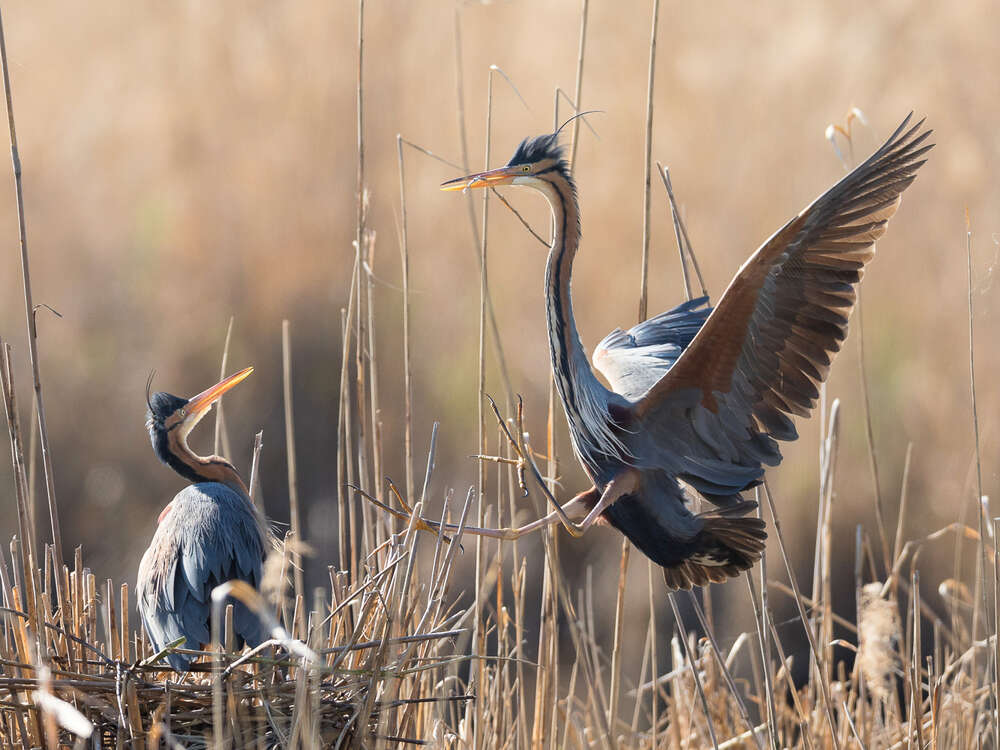 Schatz, ich eile ... (Frederic Bauer)