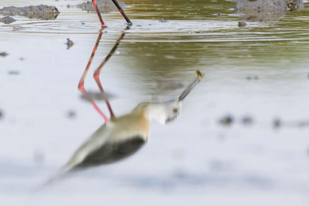 Stelzenläufer im Spiegel (Frederic Bauer)