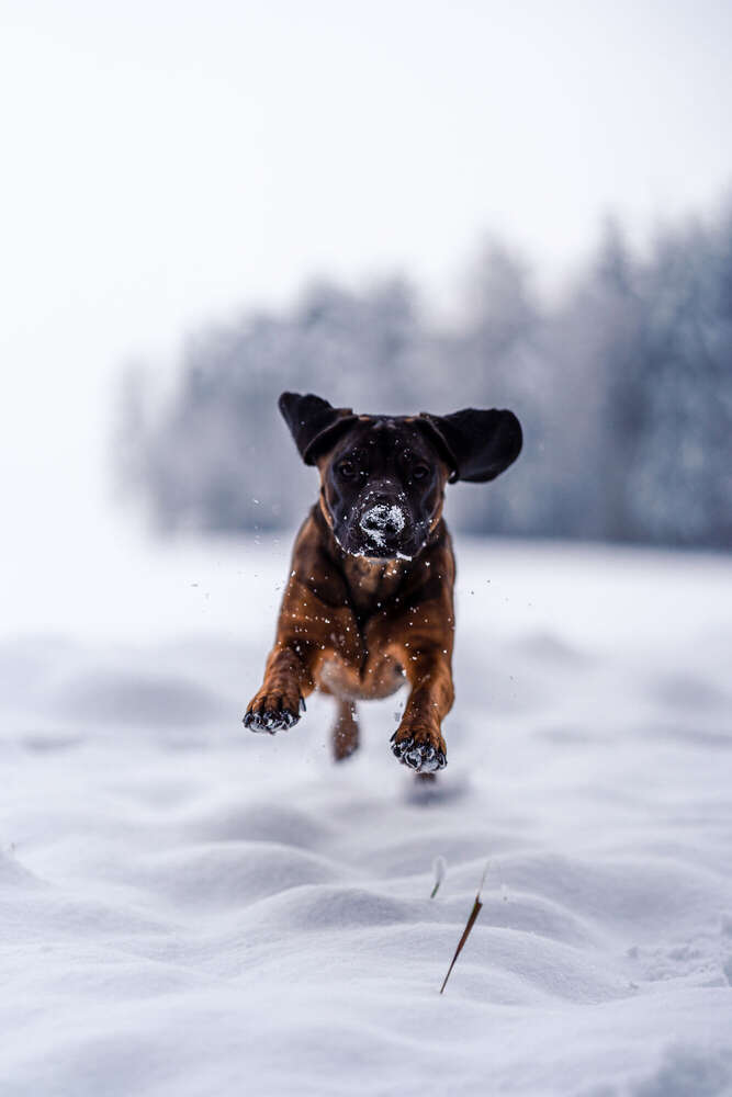 Jan Kriwanek (Jan Kriwanek)