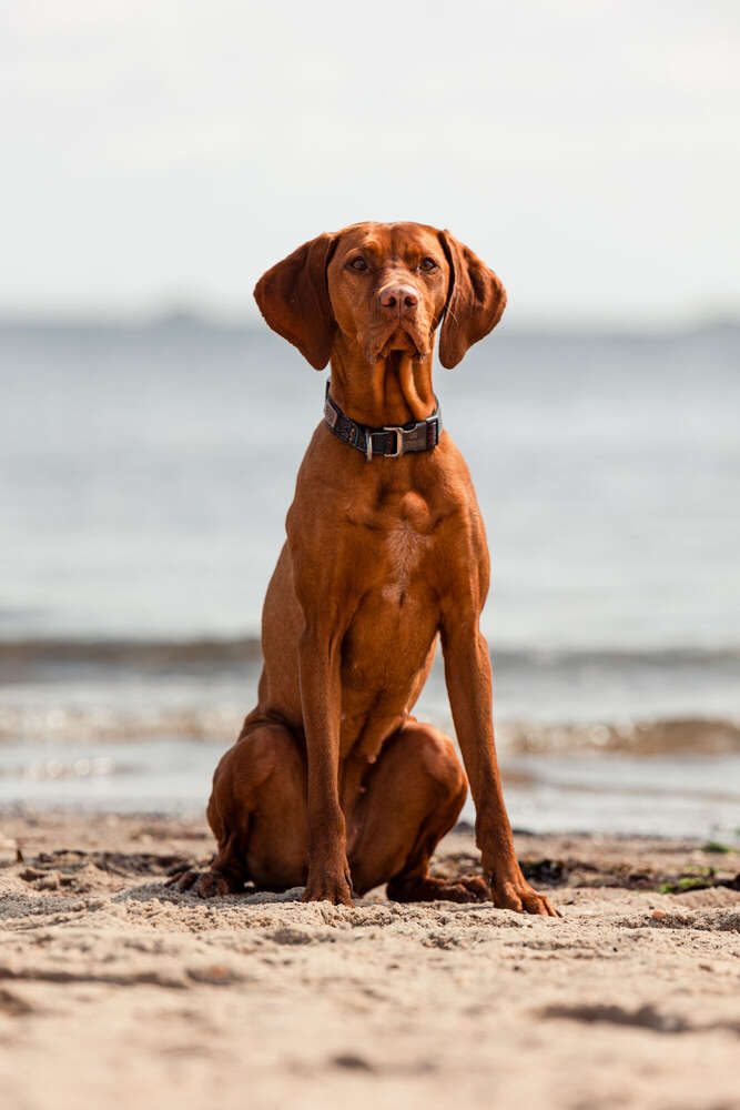 Jan Kriwanek (Jan Kriwanek)