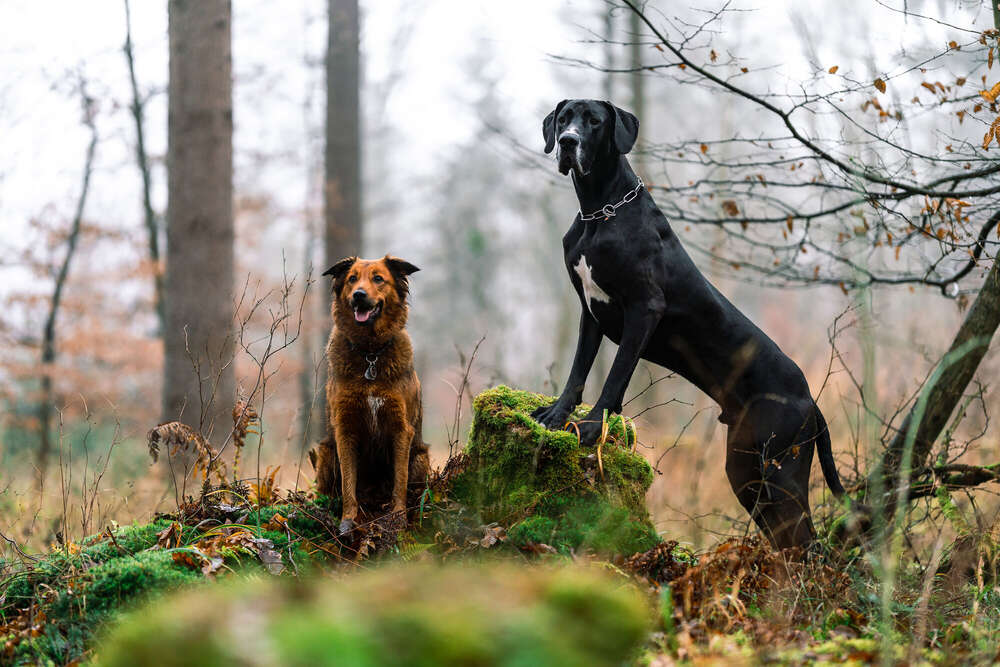 Jan Kriwanek (Jan Kriwanek)