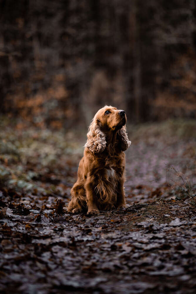 Hundefotografie mit Herz