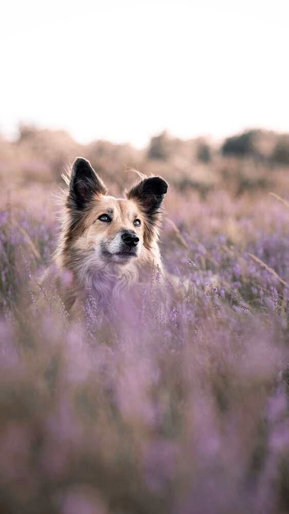 Wencke Reinhardt (Wencke Reinhardt)