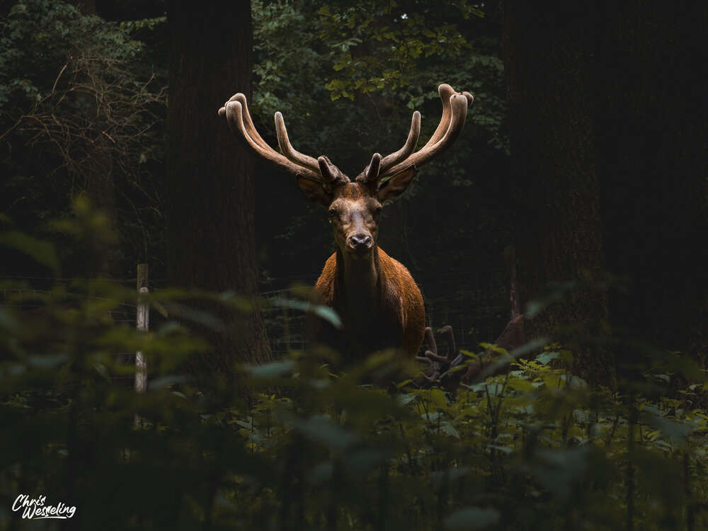 Chris Wesseling Media