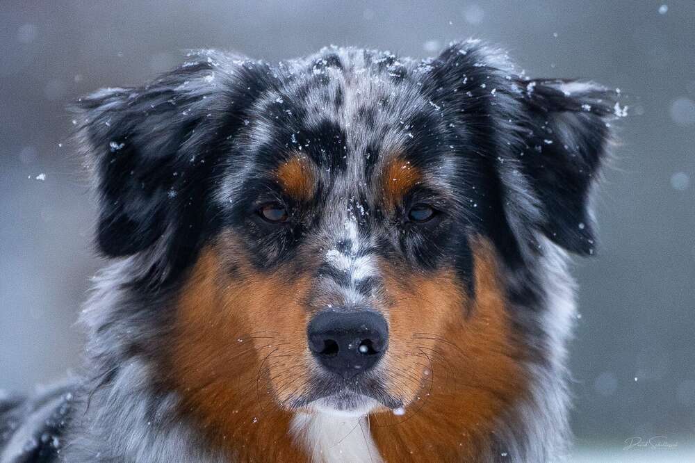 David Scholtissek Fotografie