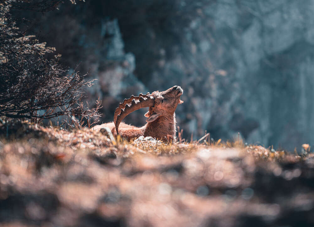 Bergziege Tier Foto (Matthias Ramahi Fotografie)