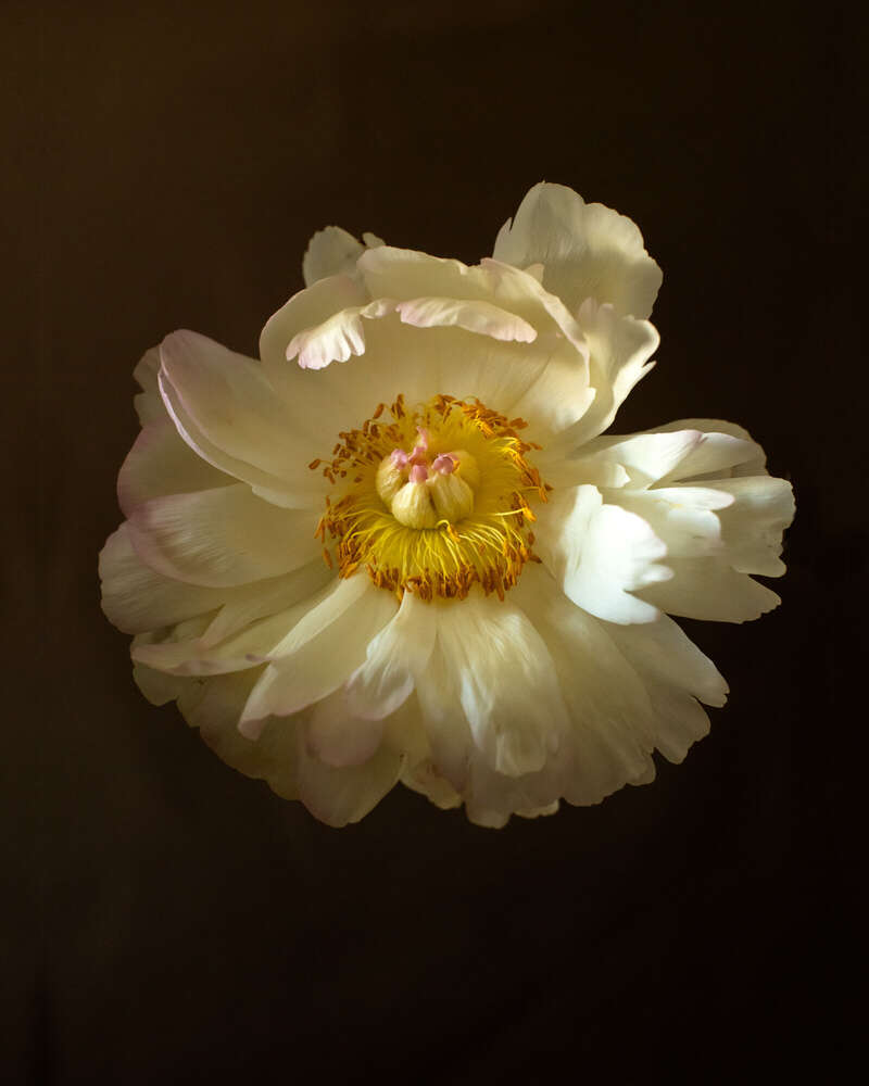 PORTRAITS mit RALF HIEMISCH im JETZT & HIER Studio (PORTRAITS mit RALF HIEMISCH im JETZT & HIER Studio)