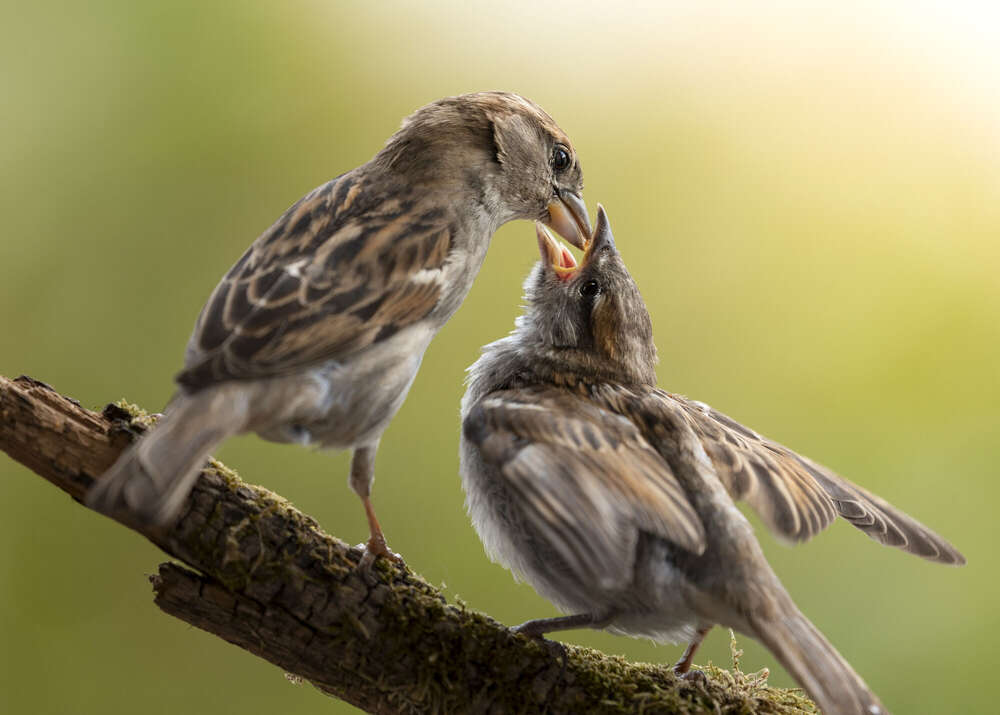 JamesDoakPhotography (JamesDoakPhotography)