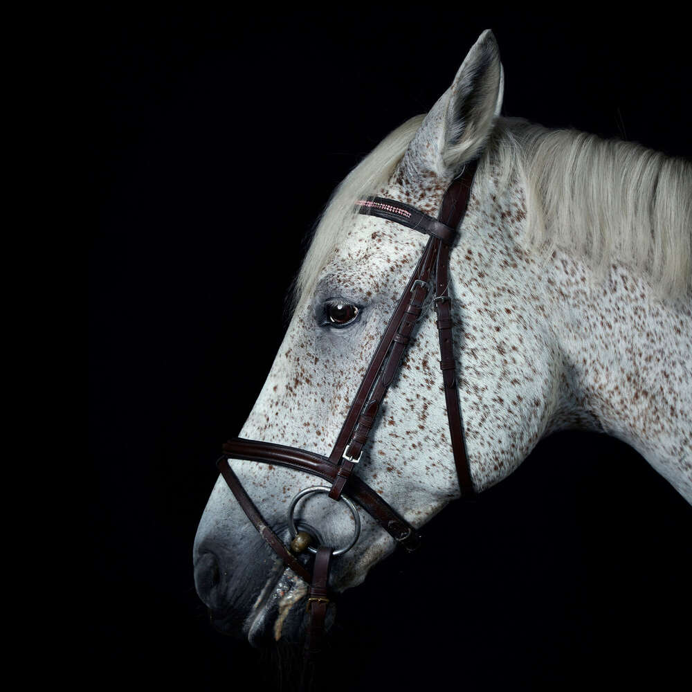 Guenther Schwering (Guenther Schwering)