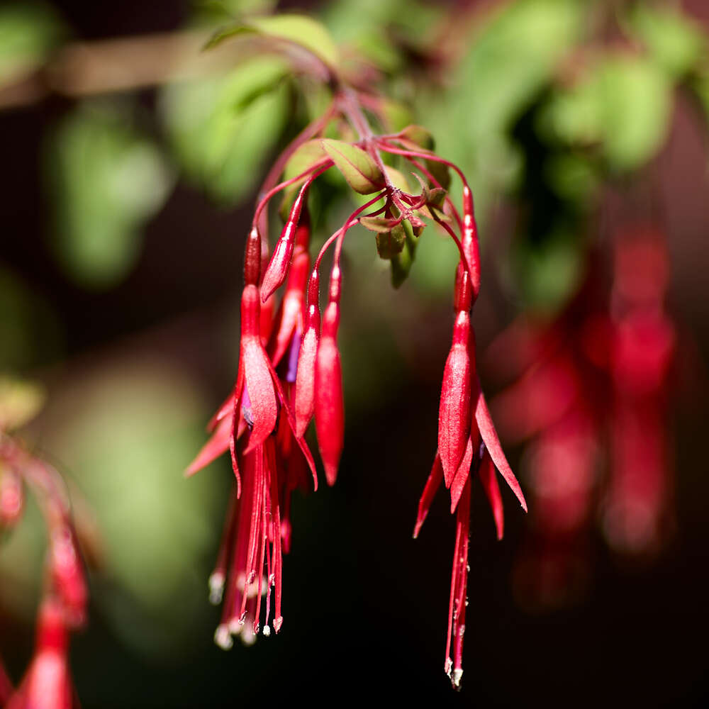 Fabien BENARIAC (Fabien BENARIAC)