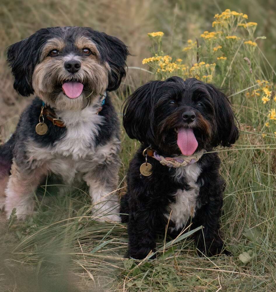 Dana Ludwigs (Dana Ludwigs)