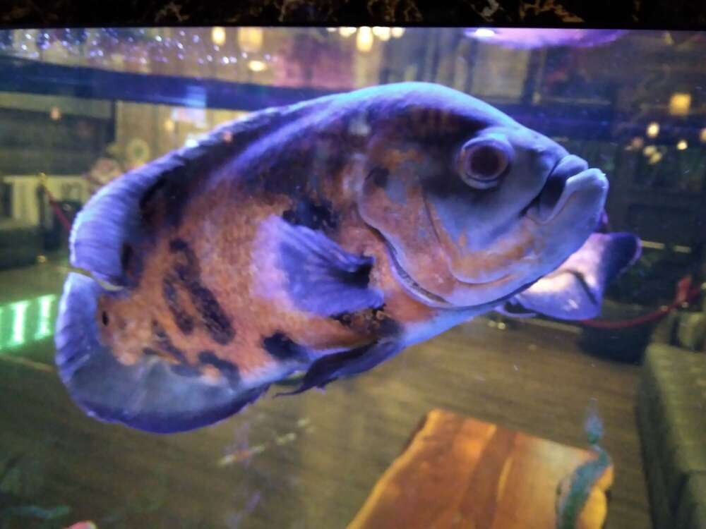 Michael Koch (Michael Koch)