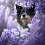 Lifetime Photography 