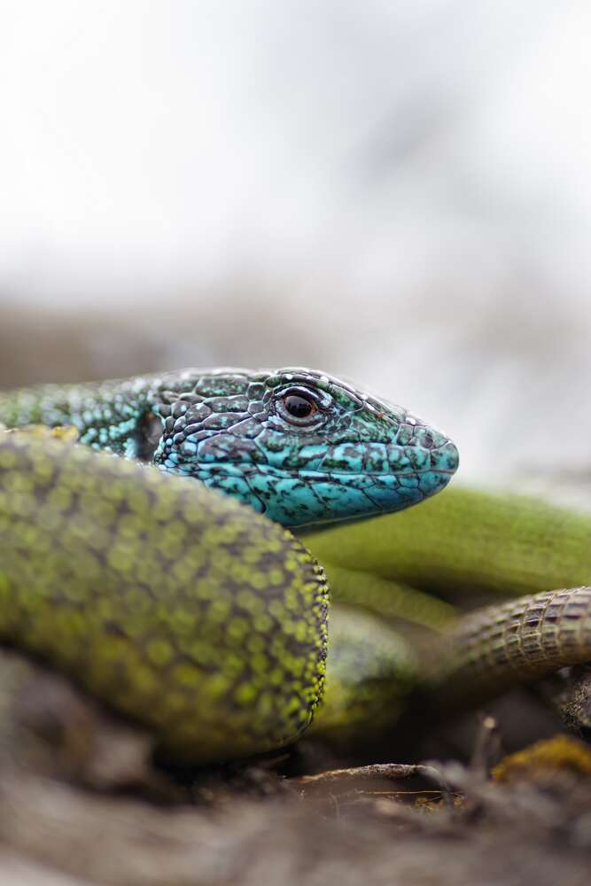 Benjamin Aunkofer (Benjamin Aunkofer)