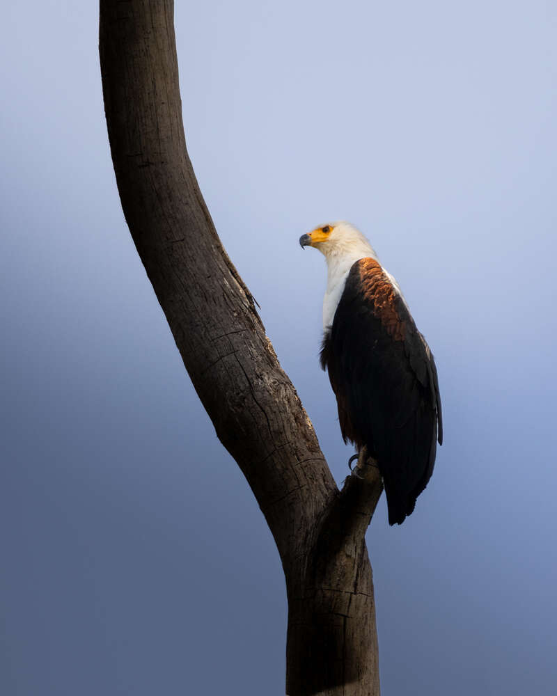 Shakya Udugama (Shakya Udugama)