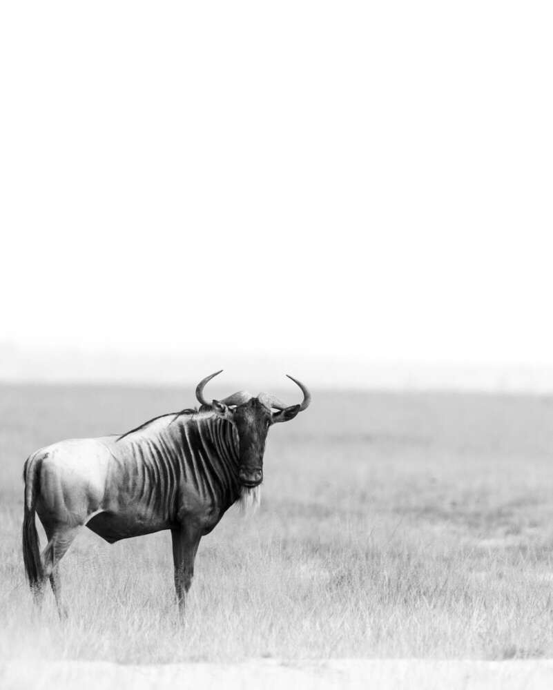 Shakya Udugama (Shakya Udugama)