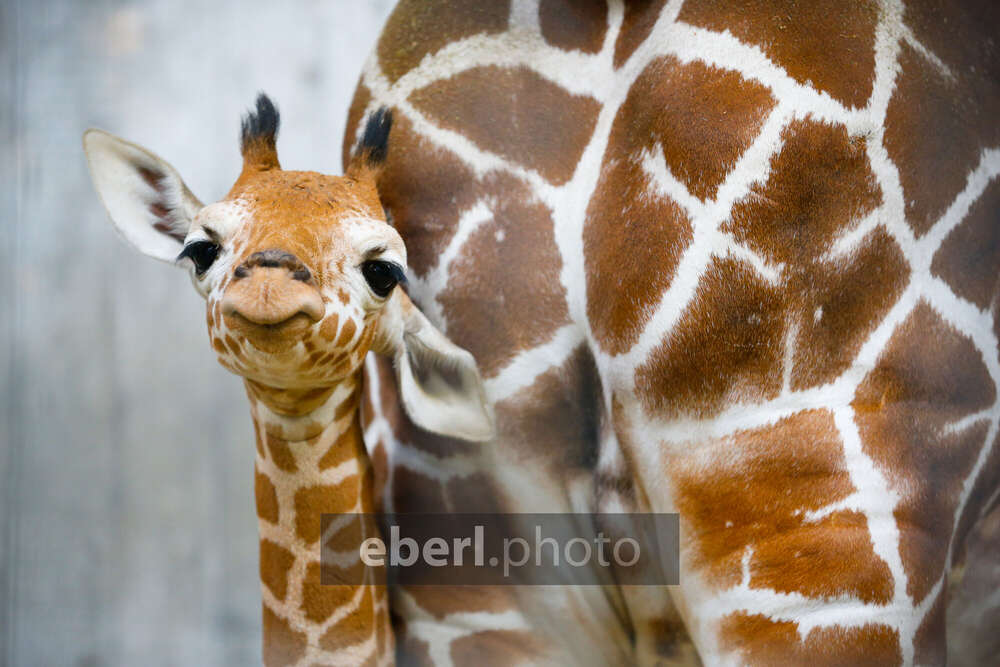 EBERL | Photographie (EBERL | Photographie)