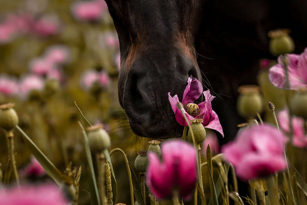 Kerstin Lepschi Photography (Kerstin Lepschi Photography)