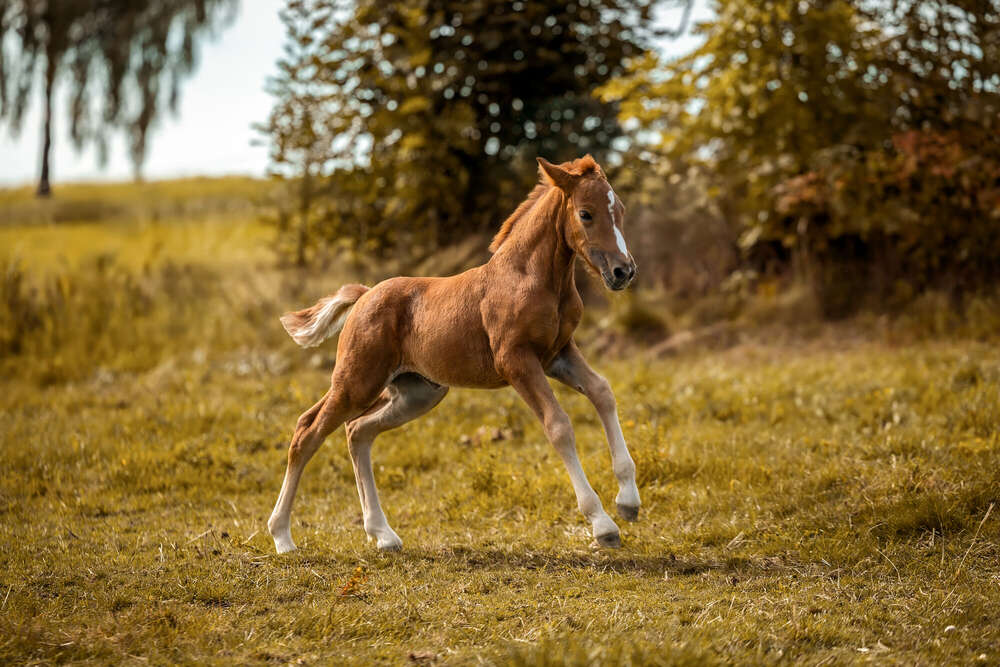 Kerstin Lepschi Photography (Kerstin Lepschi Photography)