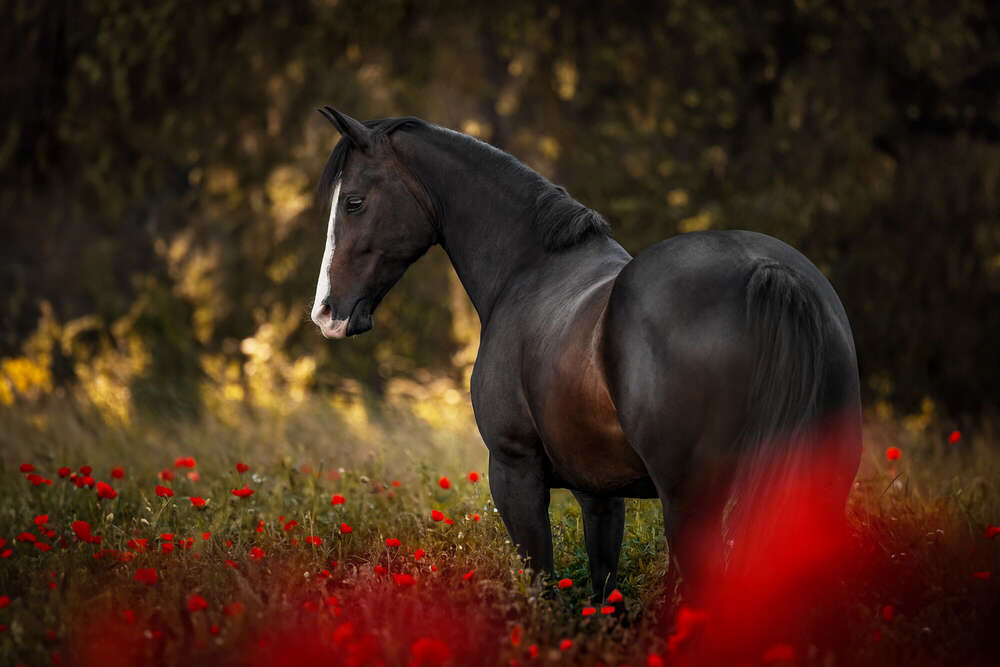Kerstin Lepschi Photography (Kerstin Lepschi Photography)