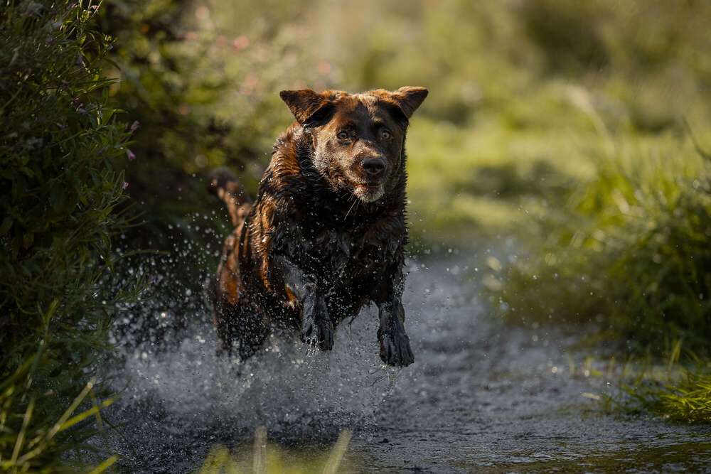 Kerstin Lepschi Photography (Kerstin Lepschi Photography)