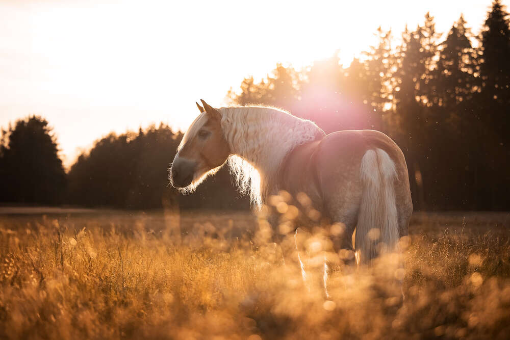 Kerstin Lepschi Photography (Kerstin Lepschi Photography)