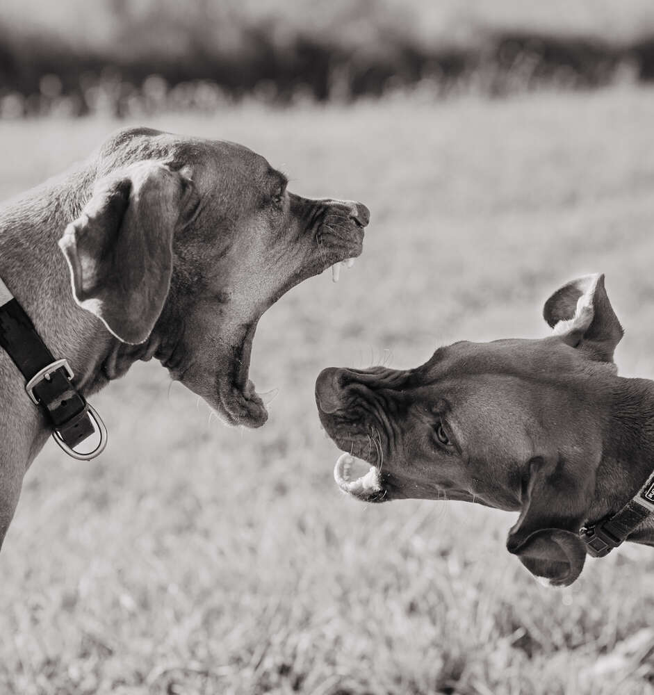 Anika Lowry Photography (Anika Lowry Photography)